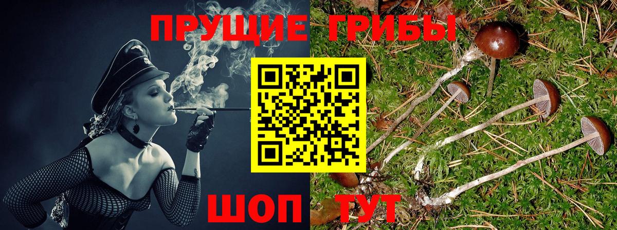 Псилоцибиновые грибы GOLDEN TEACHER Новодвинск